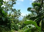 Saba