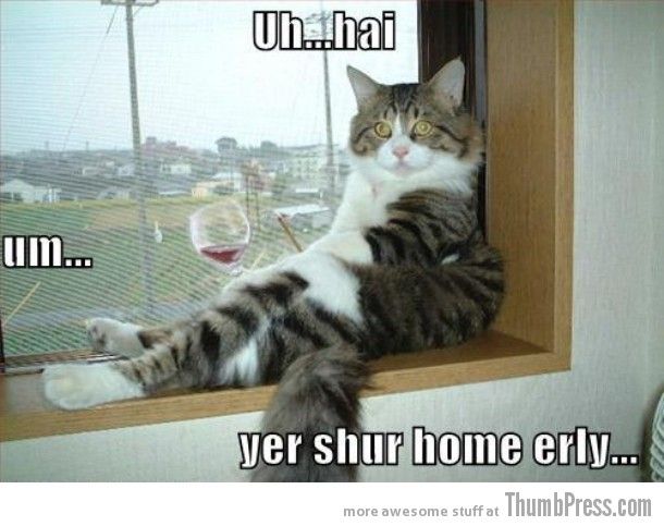 cat meme