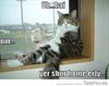 cat meme