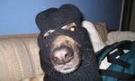 dog_thief.jpg