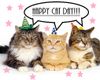 cat day 3.JPG