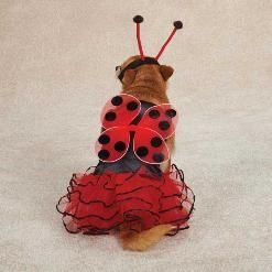 Salty_Paws_Dog_or_Cat_Ladybug_Costume2-247x247.jpg
