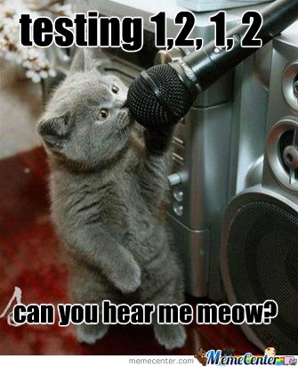 Kitten
