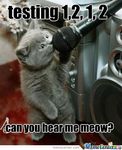 Kitten