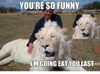 i_bitch_please_lion_53047b0823824.jpg