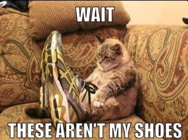 shoes
