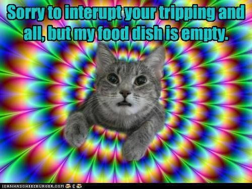 Feed_40ca7a_2726979.jpg