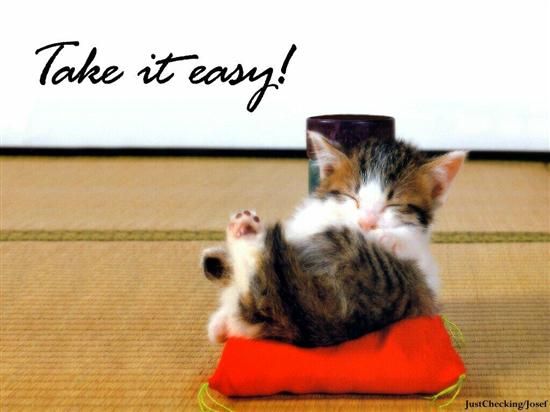 Kitten