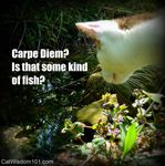 carpe-diem-funny-cat-quote.jpg