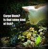carpe-diem-funny-cat-quote.jpg