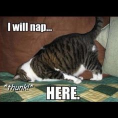 Nap