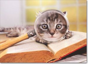 Kitten