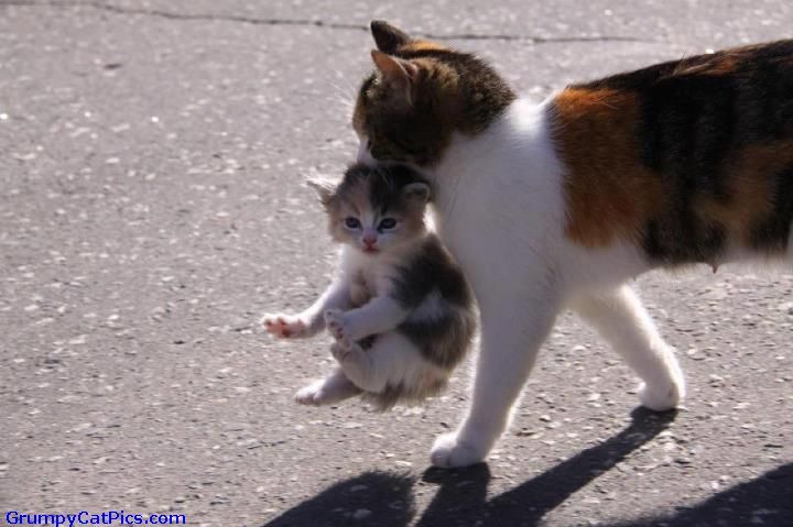 Kitten