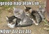 Nap