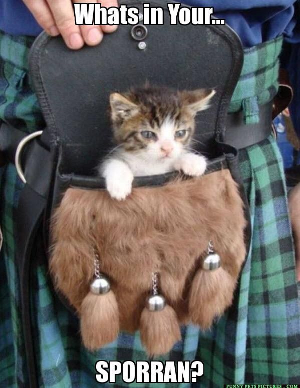 Kitty