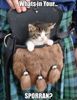 Kitty