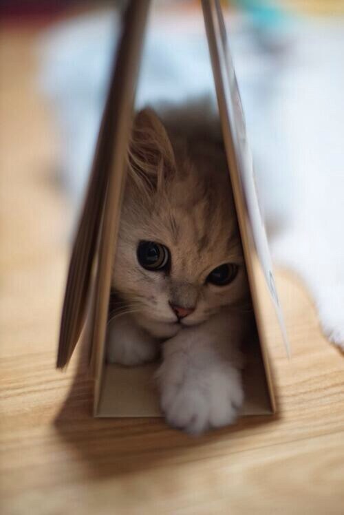 Kitten