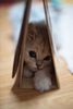 Kitten