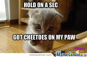 Kitten