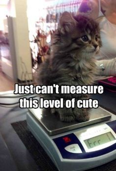 Scale