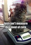 Scale