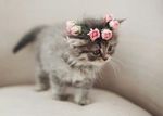 Aw
