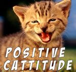Cattitude