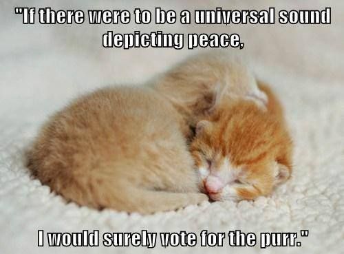 Purr