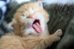 Yawn