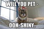 Pet