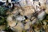 Frog-at-Koogler-Wetlands-1-Small.jpg