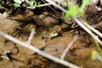 Frog-at-Koogler-Wetlands-2-Small.jpg