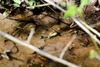 Frog-at-Koogler-Wetlands-2-Small.jpg