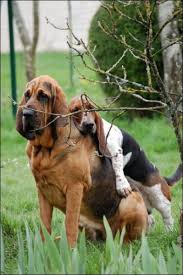Bloodhound and basset.jpg