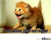 Kitty