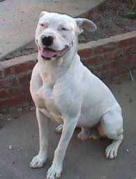 dogo guatemalteco.jpg
