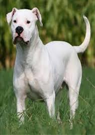 dogo argentino.jpg