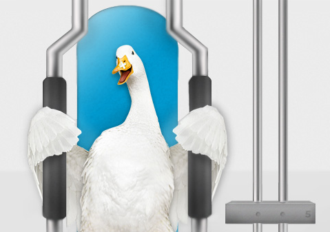 Aflac-Duck.png