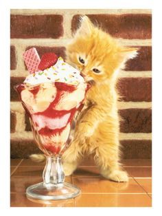 Kitten