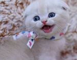 Kitten