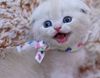 Kitten