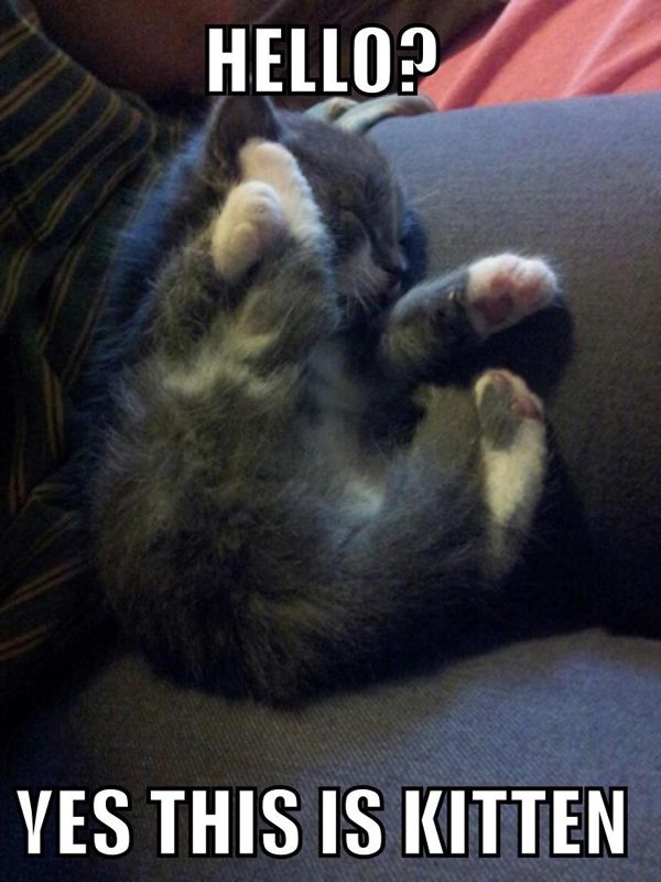 Kitten