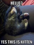 Kitten