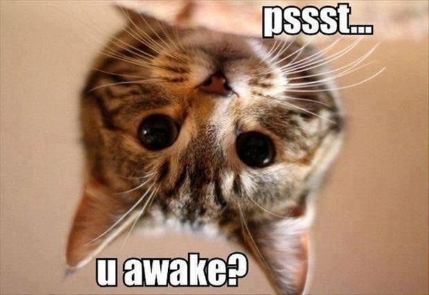 Kitten