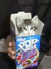 Kitten