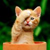 Kitten