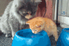 Kitten