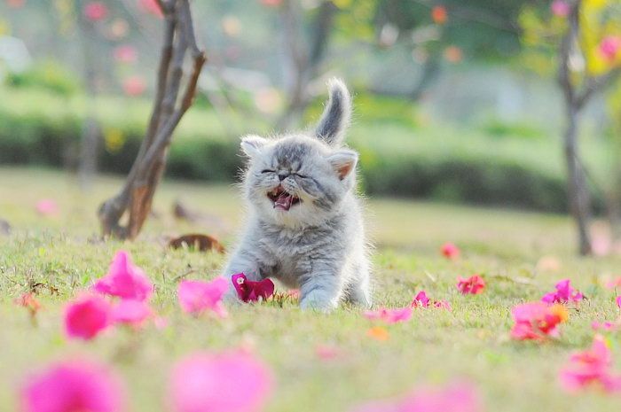 Kitten
