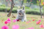 Kitten