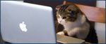 cat-1.jpg